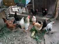 Chickens — Foto 2
