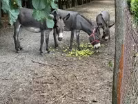 Cavalla, Cavalli — foto 4