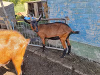 Goat, Alpine goat — photo 1