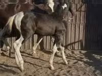 Hingst, Dutch warmblood horse — foto 1