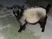 بز نر, بز — عکس 7