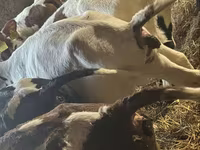 Dibi, Simmental cattle — sawirka 5