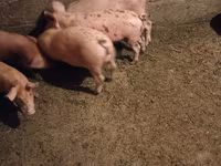 Doofaar lab, Pigs — sawirka 2