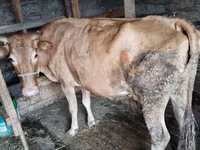Krava, Simmental cattle — fotografija 5