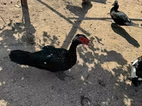 Ducks — عکس 7