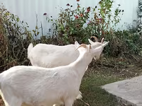 Kambing betina, Saanen goat — foto 4