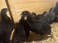 Australian Pit Game fowl — sawirka 1