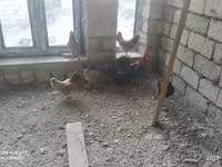 Ducks — foto 8
