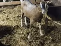 Goat, Alpine goat — photo 2