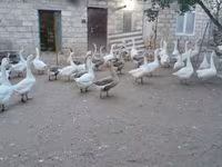 Geese — foto 1