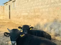 காளை, மாடுகள் — புகைப்படம் 2