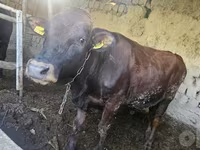 Býk, Red Estonian cattle — foto 3