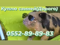 Babi betina, Pigs — foto 3