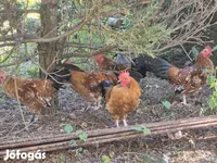 Chickens — ፎቶ 3