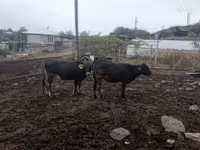 ላም, Cattle — ፎቶ 2