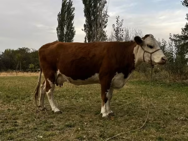 Sapi, Simmental cattle