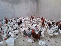 Chickens — sawirka 2