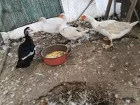 Ducks — foto 1