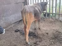 Vacă, Bovine — foto 4