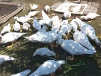 Ducks — عکس 1