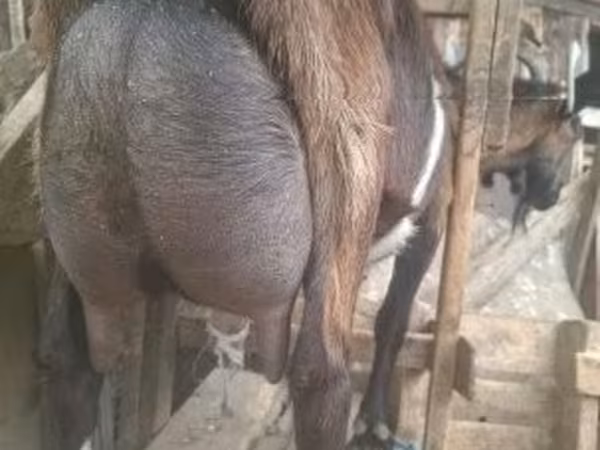 بز نر, Alpine goat
