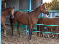 घोड़ी, Thoroughbred horse — फ़ोटो 2