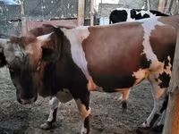 Bulle, Swiss cattle — Foto 1