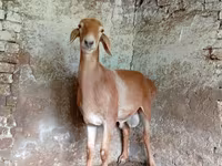 بز ماده, Nubian Goat — عکس 1