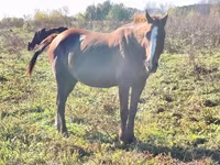 Cavalla, Cavalli — foto 3