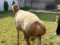 Baran, Arashan sheep — zdjęcie 2