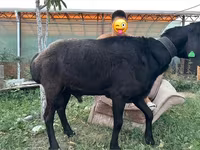 Ovca, Hissar sheep — fotografija 1
