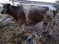 Αγελάδα, Simmental cattle — φωτογραφία 3