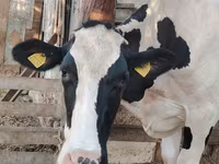 Lembu betina, Holstein breed — foto 1