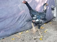 Malay Game — photo 3