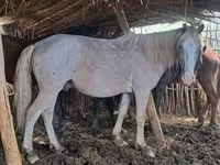 Hingst, Kazakh horse — foto 1