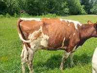 Vaca, Simmental cattle — foto 2