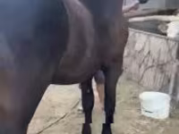 Айғыр, Friesian — 5-сурет