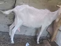بز ماده, Alpine goat — عکس 3