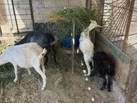 Koza, Kozy — foto 3