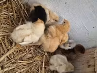 Chickens — ფოტო 4
