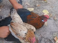 Chickens — fotografija 3