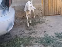 बकरा, Nubian Goat — फ़ोटो 8