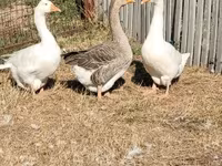 Geese — عکس 7