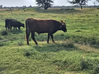 Bulle, Aberdeen-Angus — Foto 3