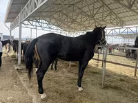 ፈረስ, Horse breed — ፎቶ 2