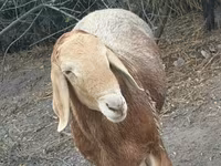 Wad, Sheep — sawirka 2