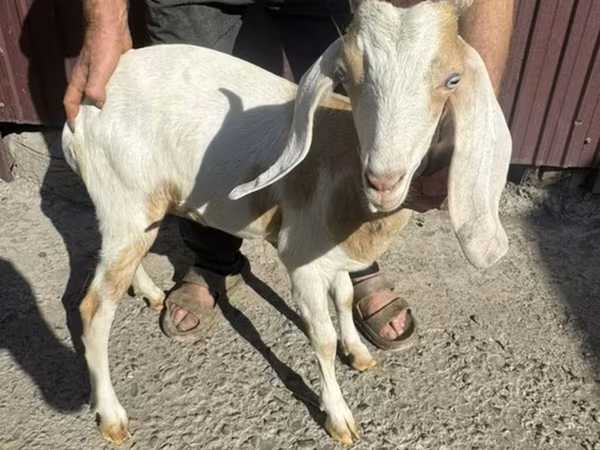 암염소, Nubian Goat