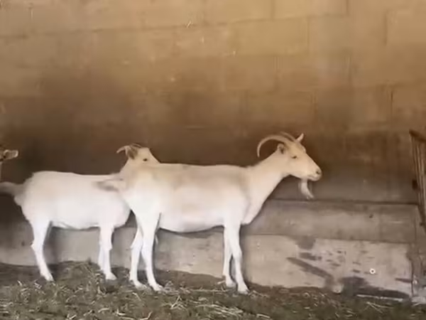 Echki, Pomellata goat — Qirgʻiziston