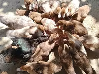 มัสโกวีพันธุ์บ้าน — รูปภาพ 3
