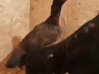 Chickens — عکس 2
